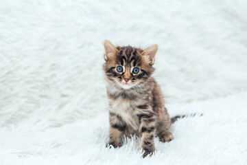 Cute dark grey charcoal bengal kitten sitting on a furry white blanket.
