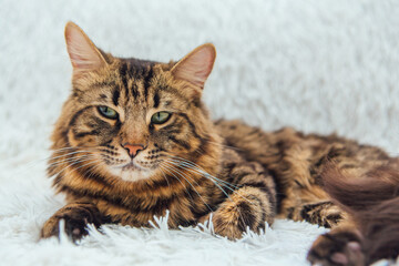 Long-haired charcoal bengal kitty cat laying on the white fury blanket