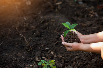 Hands of the farmer are planting the seedlings into the soil