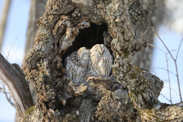Ural owl (Strix uralensis  japonica) couple in Hokkaido, North Japan