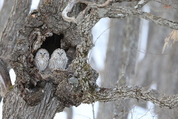 Ural owl (Strix uralensis  japonica) couple in Hokkaido, North Japan
