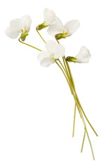White flowers of garden Viola isolated on white background. Bouquet of white spring Viola flowers. White pansy flowers 