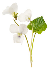 Obraz premium White flowers of garden Viola isolated on white background. Bouquet of white spring Viola flowers. White pansy flowers 