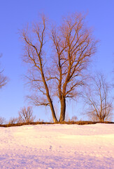 Morning on the bank of the Ob. Trees with bare branches on a cliff near the river against the blue clear sky. Novosibirsk, Siberia, Russia