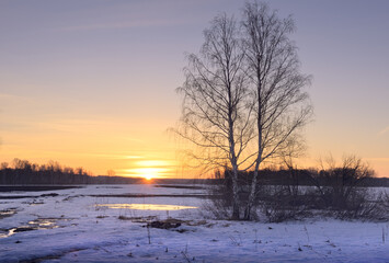 Morning in the spring field. A birch tree with bare branches in a snow-covered field against the background of the morning sunrise. Siberia, Russia