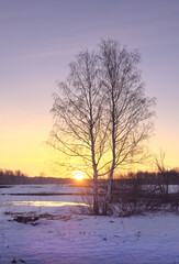 Morning in the spring field. A birch tree with bare branches in a snow-covered field against the background of the morning sunrise. Siberia, Russia