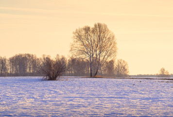 Spring morning in the field. Bare trees in the middle of melting snow against a bright yellow sky. Siberia, Russia