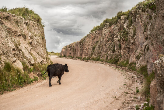 Black Cow Walking Away