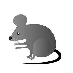 mouse on a white
