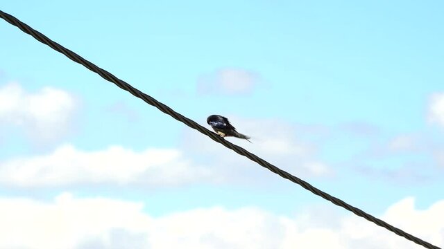 Isolated swallow over diagonal power line cleaning feathers, cloudy sky background