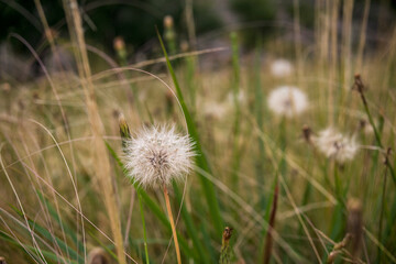 dandelion seen in the foreground