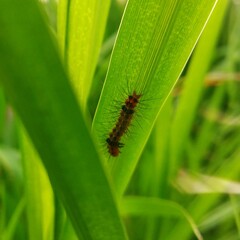 green caterpillar on a leaf