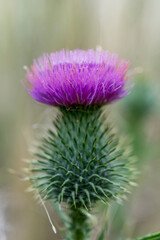Thistle flower on green background