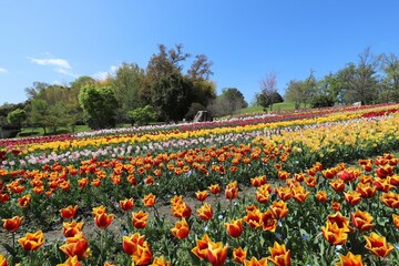 馬見丘陵公園　チューリップフェア