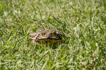 Toad that is in the grass