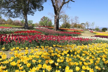 馬見丘陵公園　チューリップフェア