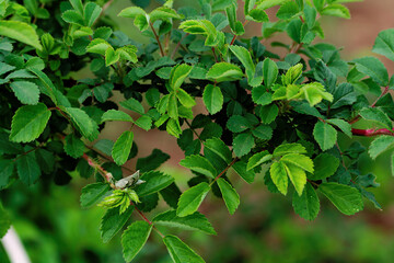 green leaves in the garden