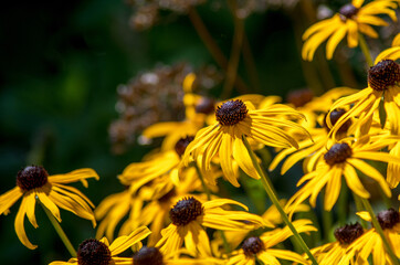Brown eyed Susan in  a patch of sunlight