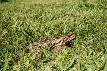 profile toad that sits in the sun