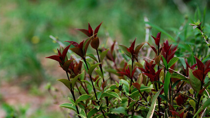 red and yellow flowers