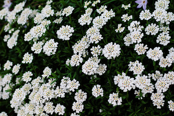 white flowers in the meadow
