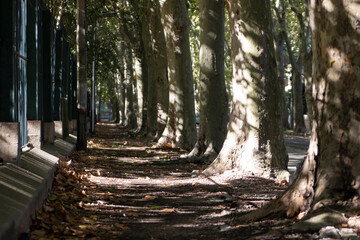 Otoño en Montevideo
Latinoamerica en Otoño
