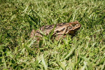 profile toad that sits in the sun