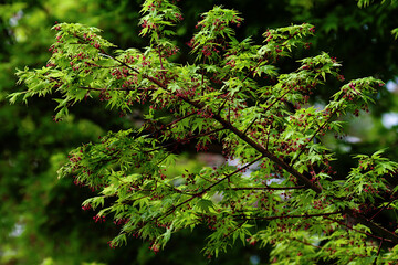 close up of green leaves