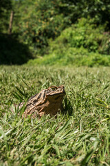 profile toad that sits in the sun