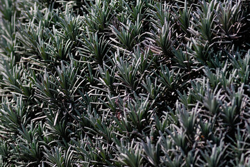 Fototapeta premium grass in the garden