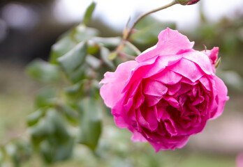 Rosa florecida en el Rosedal de Montevideo
