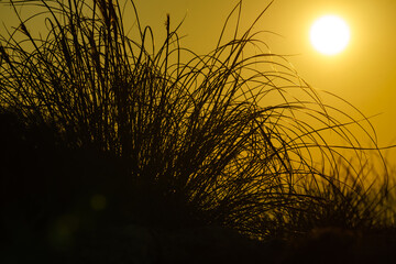 Grass meadow at sunset