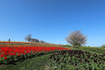 馬見丘陵公園　チューリップフェア