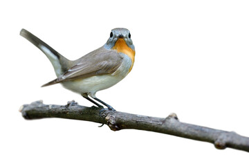 Pretty brown bird with ornage feathers on its chin to breast happily perching on wooden branch isolated on white background, red-breasted flycatcher