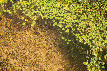 floating aquatic plant