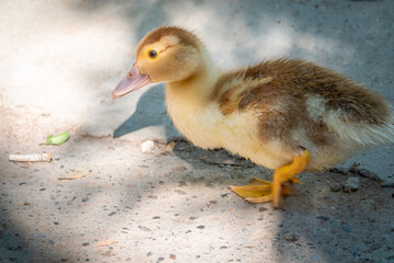 Cute little ducklings standing in a lake coast