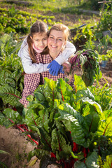 Young woman with a girl child, engaged in the cultivation of vegetable crops in kitchen garden, is harvesting beets from..the garden bed