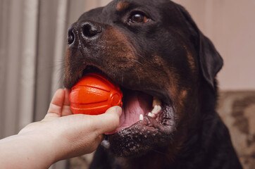 Close-up of a female hand taking out the ball from the mouth of