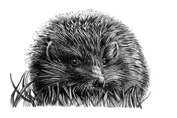 Hand drawn baby hedgehog cub, sketch graphics monochrome illustration