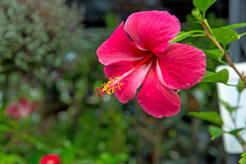 Red hibiscus flower on a green background, focus selective. © Kampol