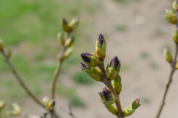 Bud of Common Lilac (Syringa vulgaris).