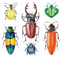 Watercolor set of colorful beetles, ladybugs, animal bugs. Hand painted insect illustration isolated on white background. © Екатерина Роменская