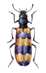 Watercolor colorful beetle, animal bug. Hand painted insect illustration isolated on white background.