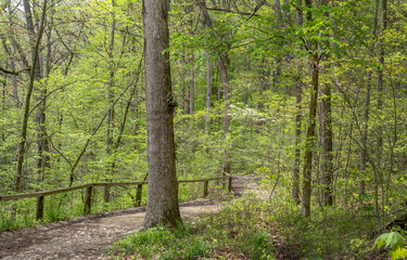 Fototapeta na wymiar walking through a springtime trail in Indiana USA