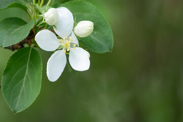 White blossoming apple trees. White apple tree flowers