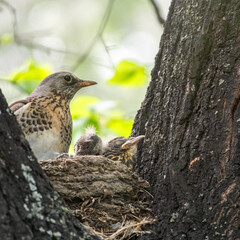 Thrush fieldfare, Turdus pilaris, in a nest with chicks