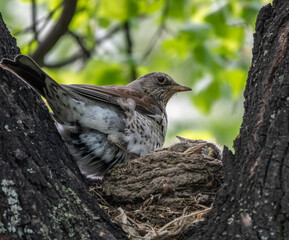 Thrush fieldfare, Turdus pilaris, in a nest with chicks