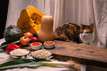 cat and pumpkin