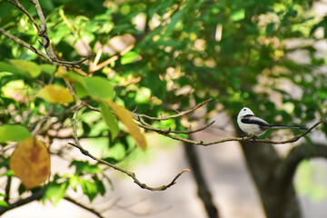 木に止まって上を向くシマエナガ