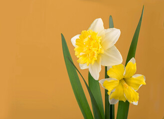 the beautiful yellow daffodils on yellow background